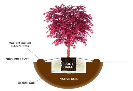 Diagram of how to plant a Japanese maple
